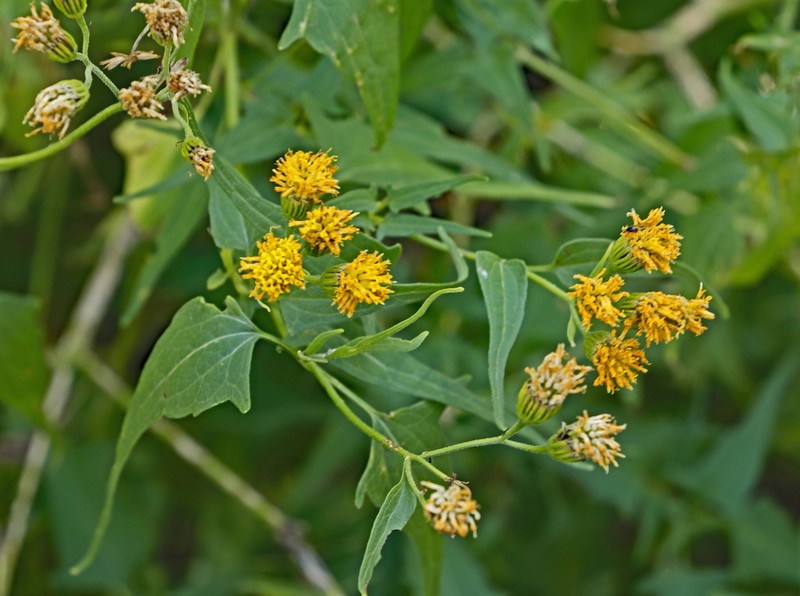 Mountain Tail-Leaf photo 3