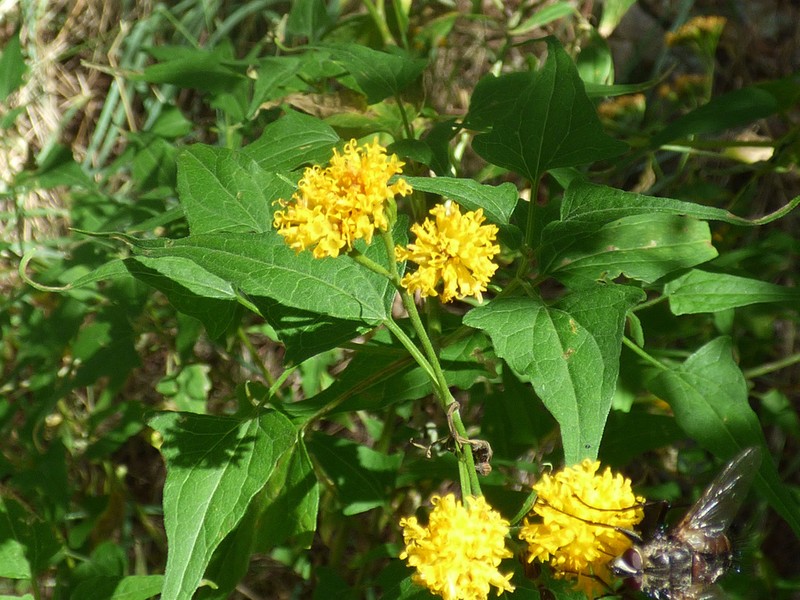 Mountain Tail-Leaf photo 4