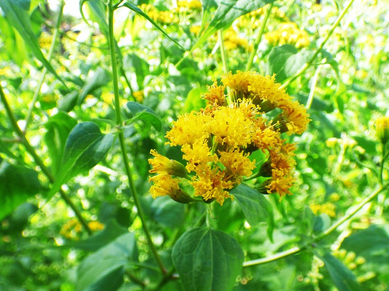 Mountain Tail-Leaf photo 7