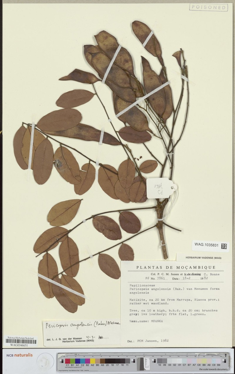 Pericopsis angolensis f. angolensis