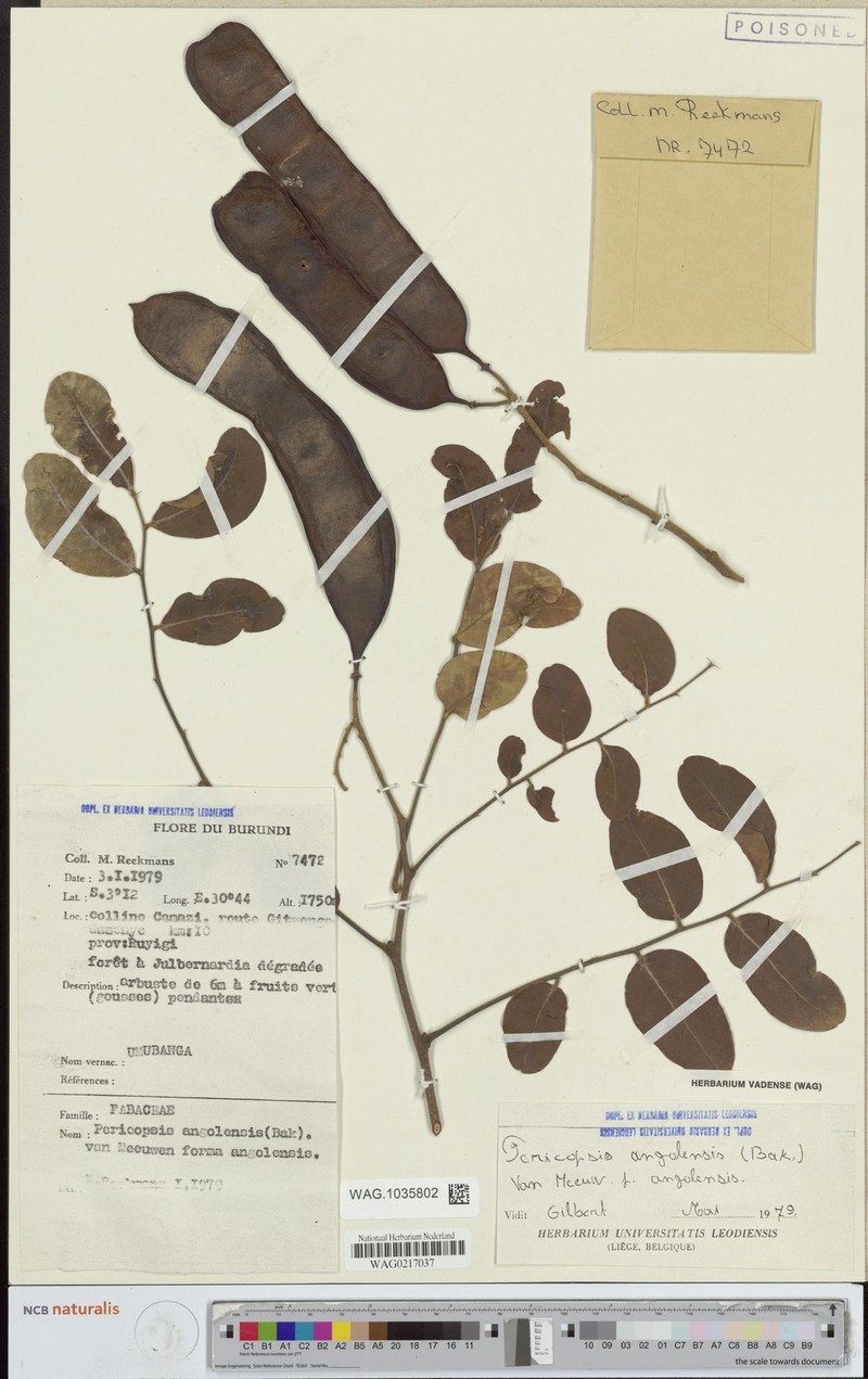 Pericopsis angolensis f. angolensis photo 2