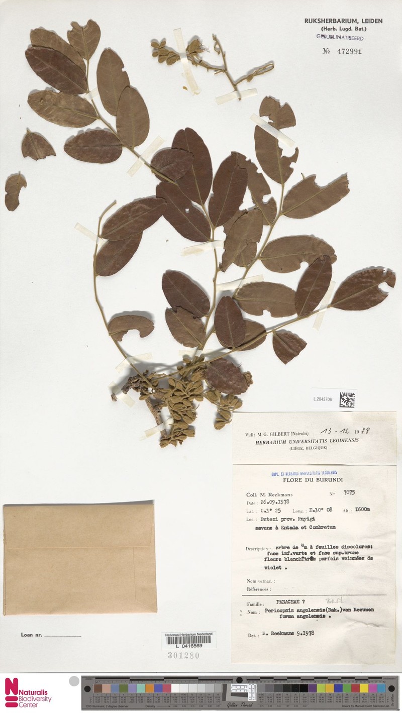 Pericopsis angolensis f. angolensis photo 3