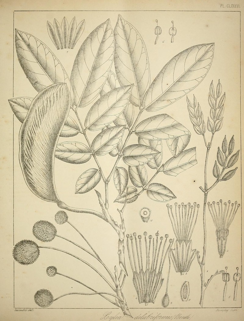 Pericopsis mooniana photo 5