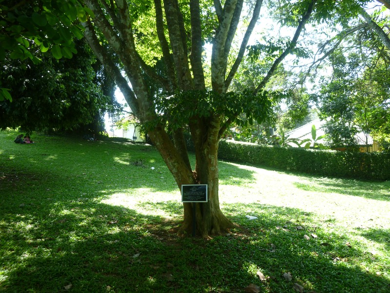Pericopsis mooniana photo 2