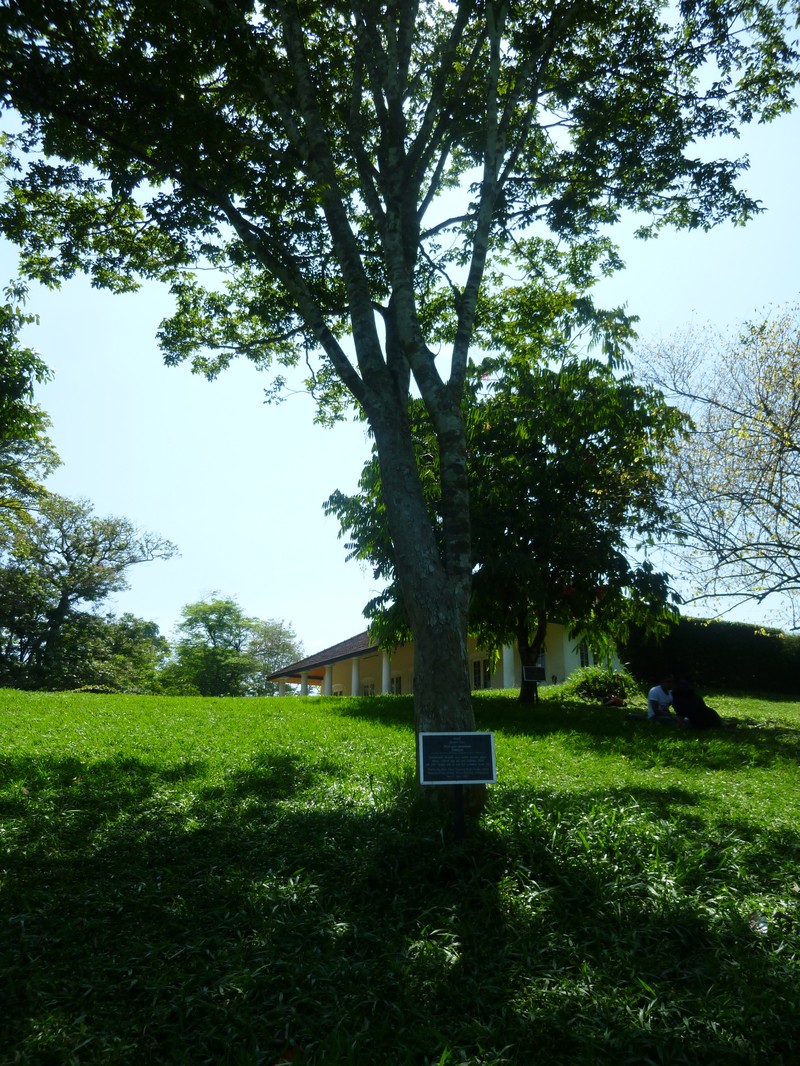 Pericopsis mooniana photo 3