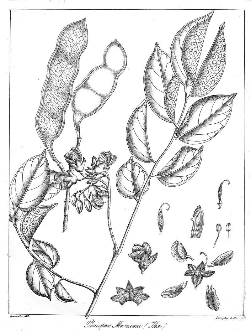 Pericopsis mooniana photo 4
