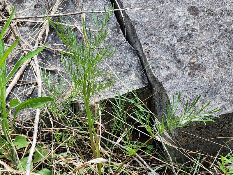 Eastern Yampah photo 6