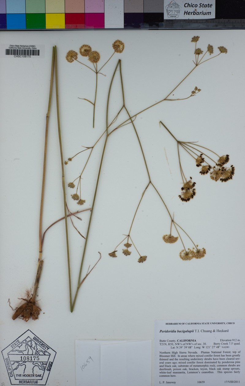 Mother Lode Yampah photo 8