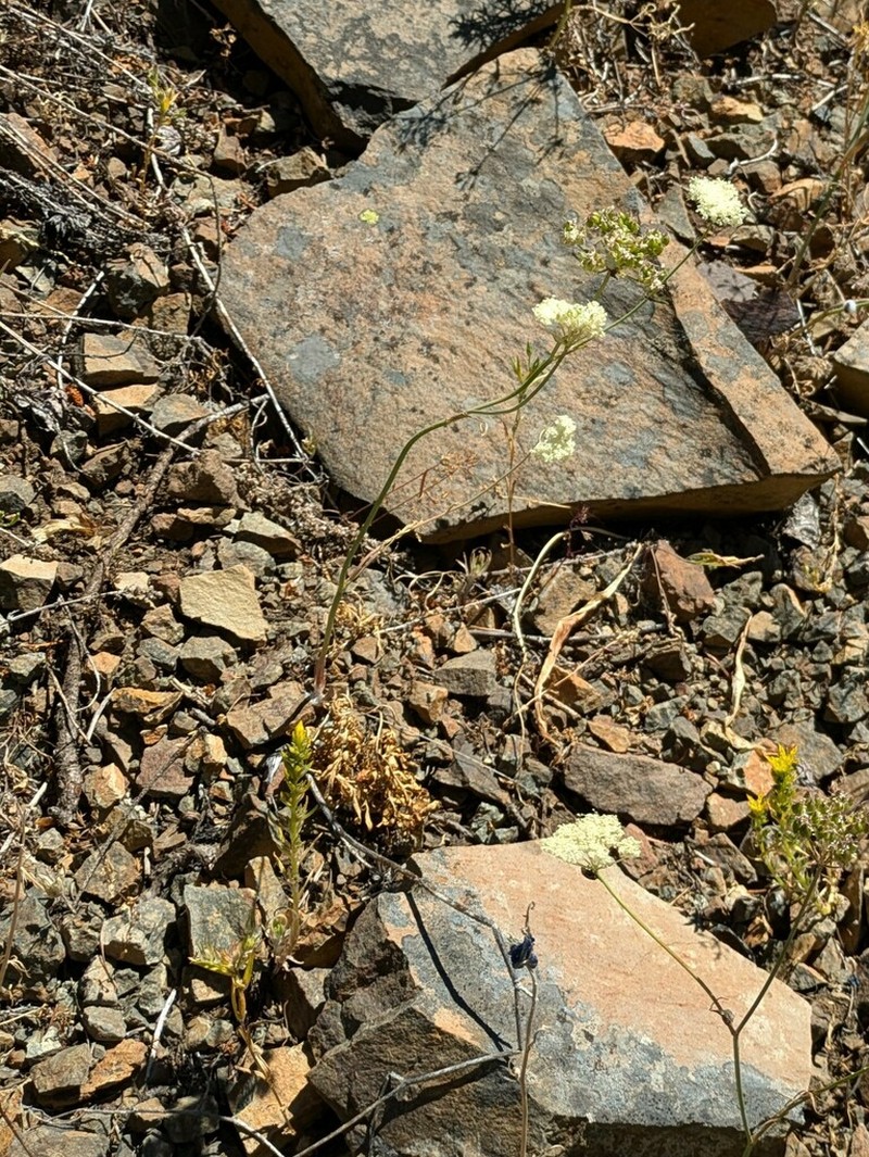 Bolander'S Yampah photo 5