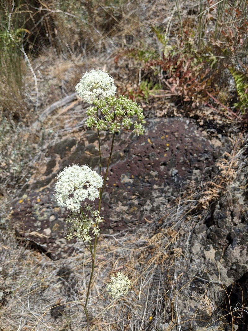 Bolander'S Yampah photo 6