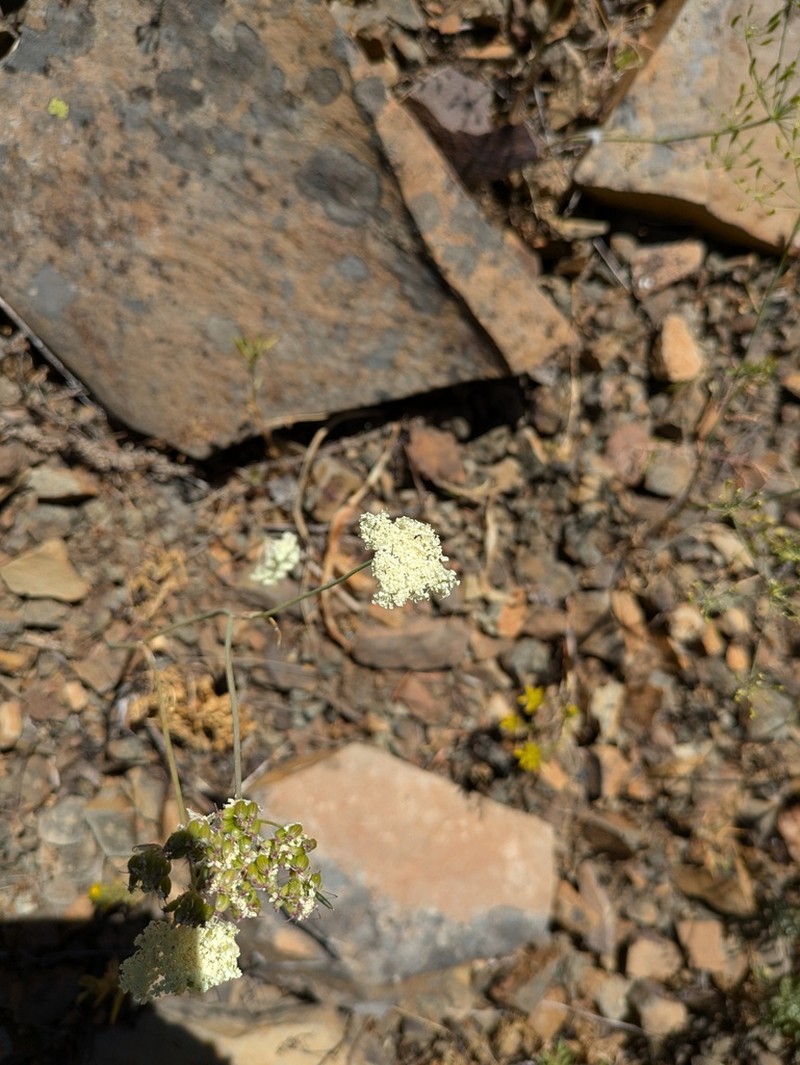 Bolander'S Yampah photo 7