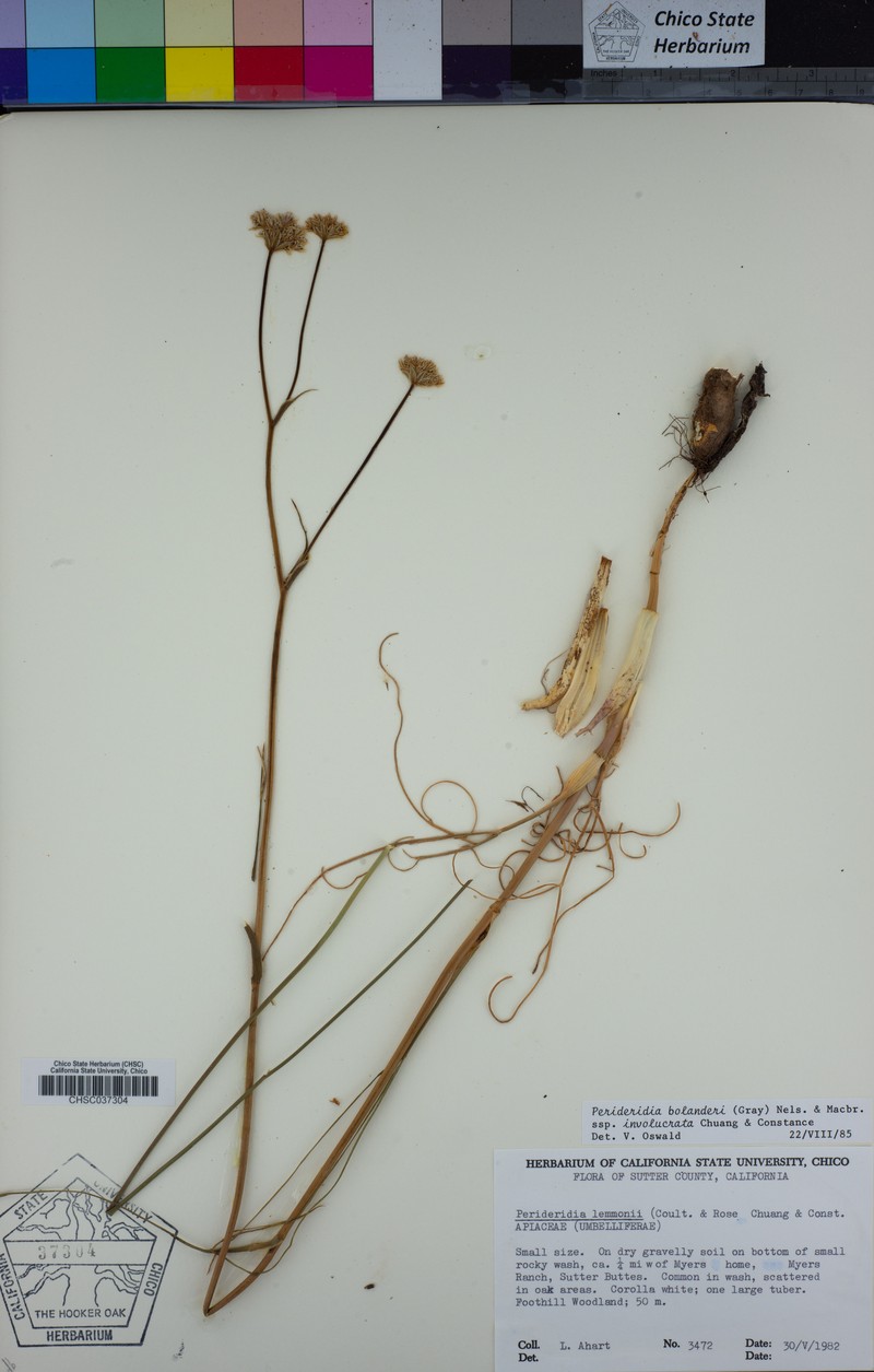 Perideridia bolanderi subsp. involucrata photo 3