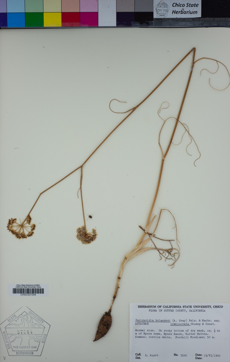 Perideridia bolanderi subsp. involucrata photo 4