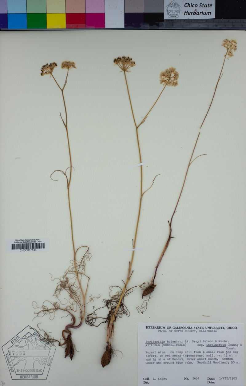 Perideridia bolanderi subsp. involucrata photo 5