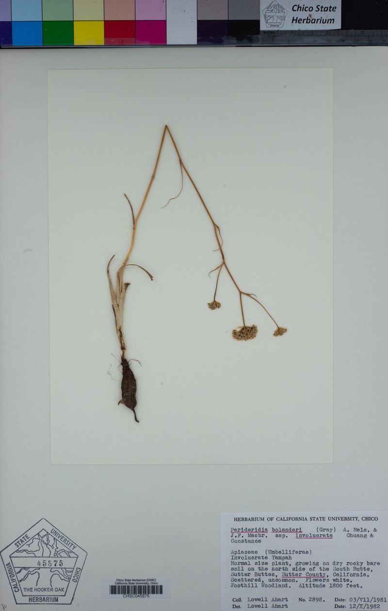 Perideridia bolanderi subsp. involucrata photo 6