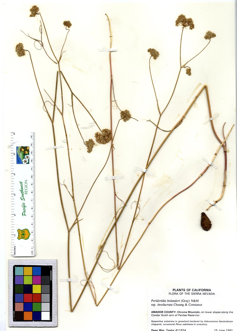 Perideridia bolanderi subsp. involucrata