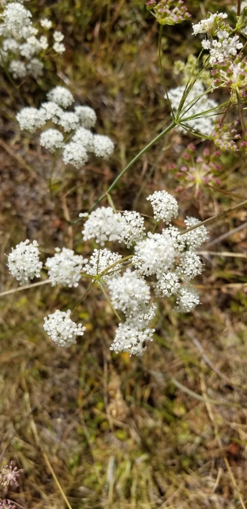 Gardner's Yampah
