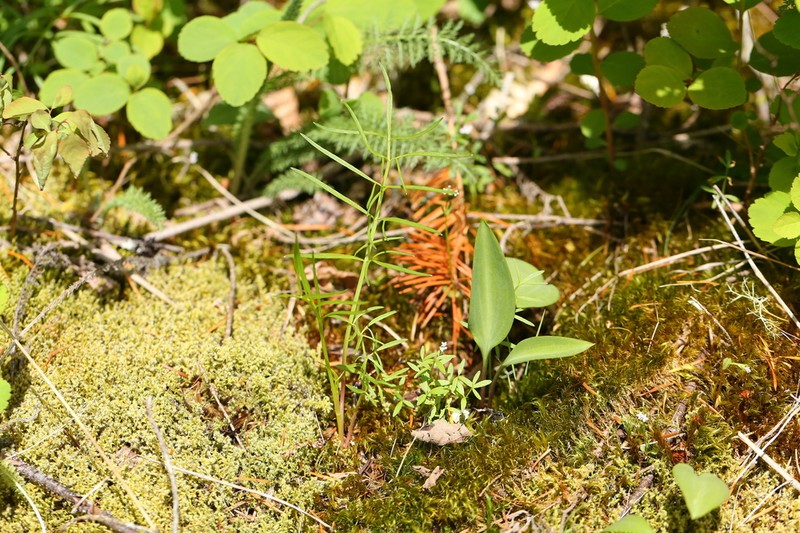 Gardner's Yampah photo 6