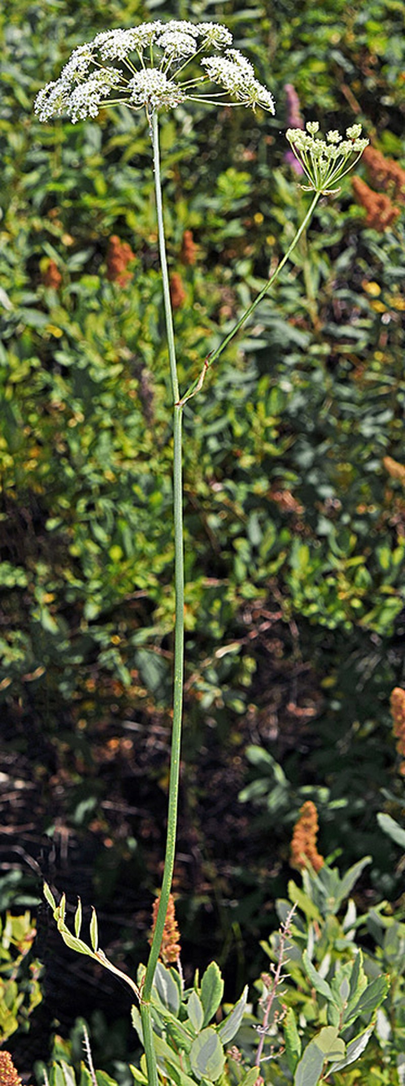 Howell's Yampah