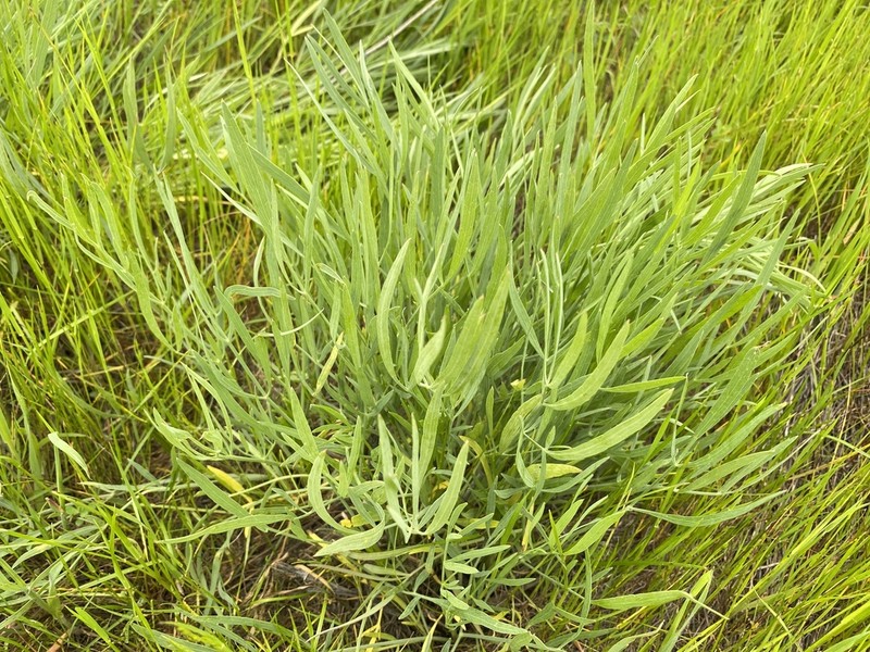 Kellogg's Yampah photo 7