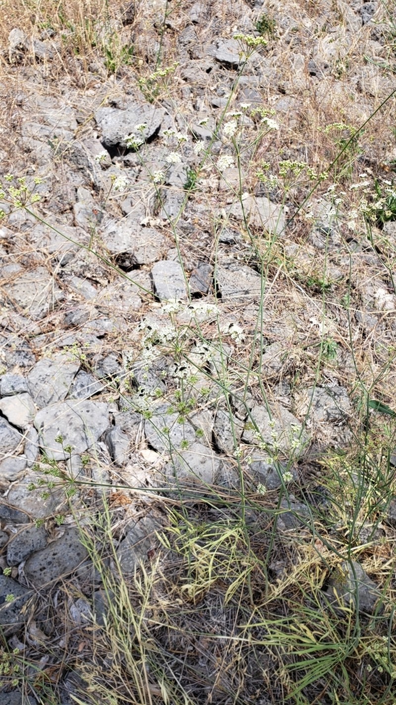 Lemmon's Yampah photo 3