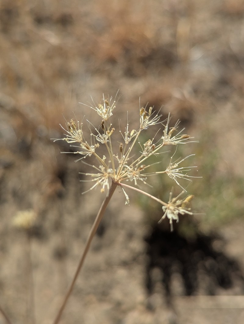 Lemmon's Yampah photo 7