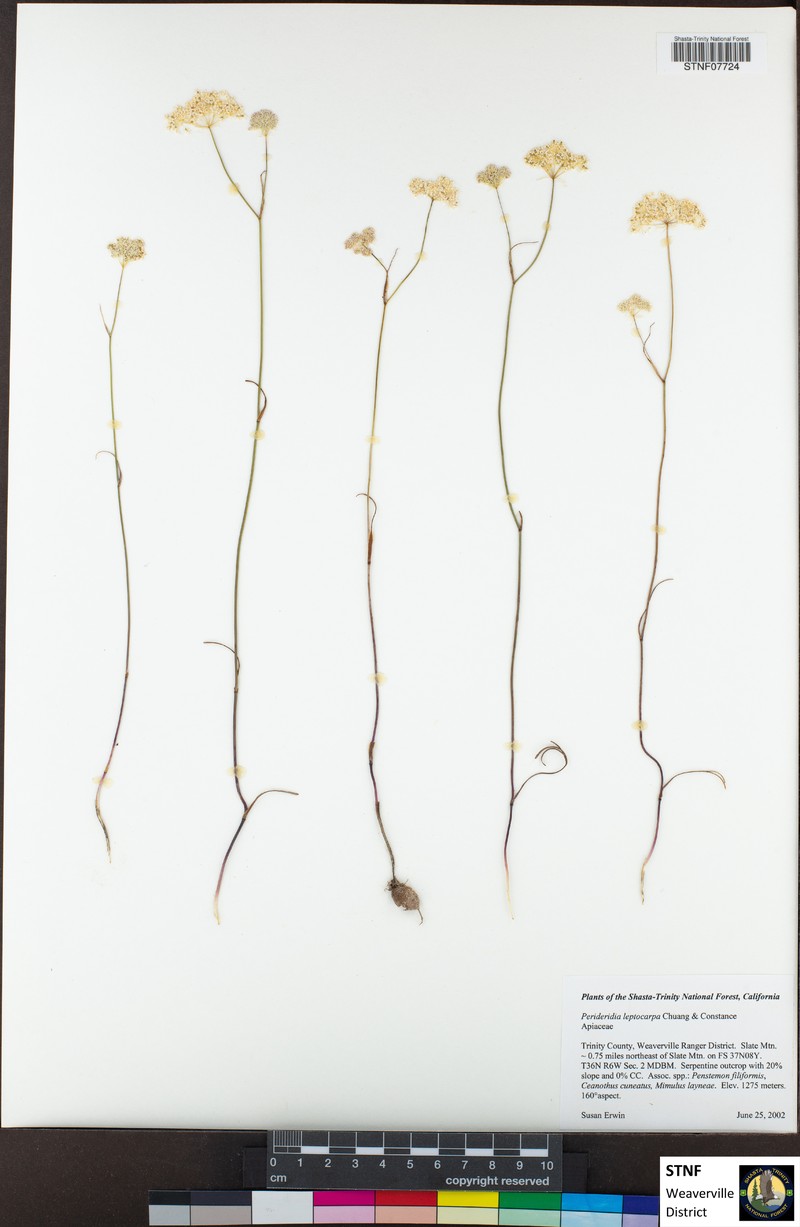 Narrowseed Yampah photo 2