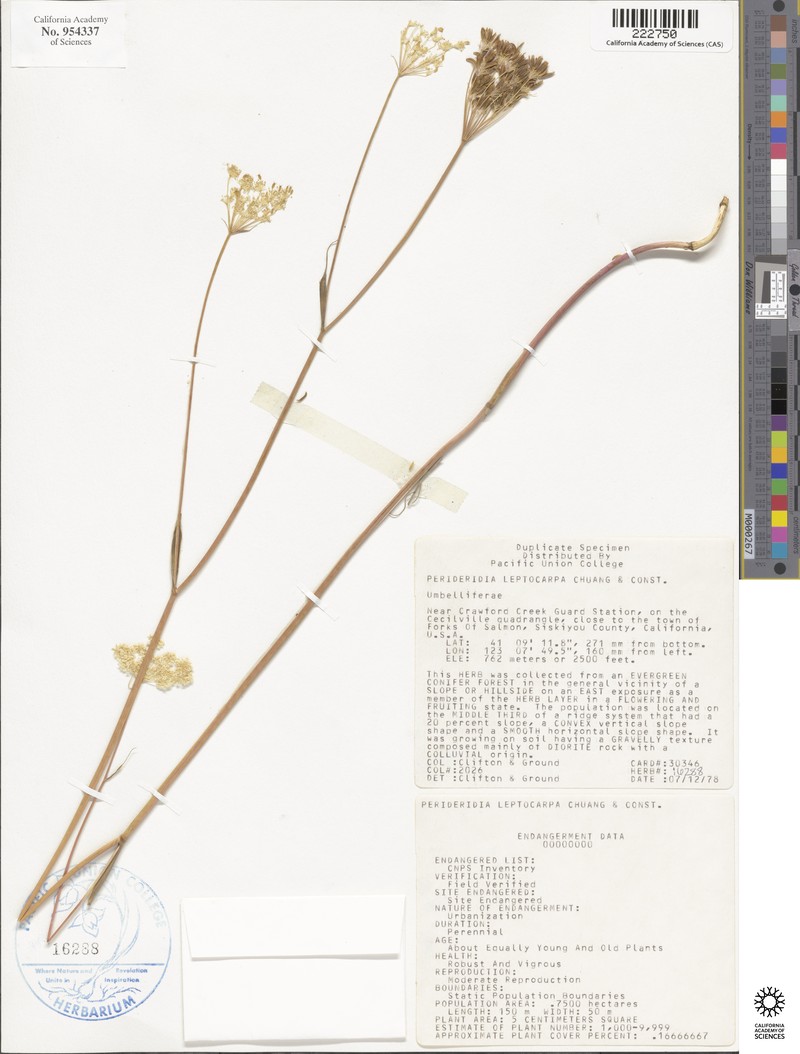 Narrowseed Yampah photo 6