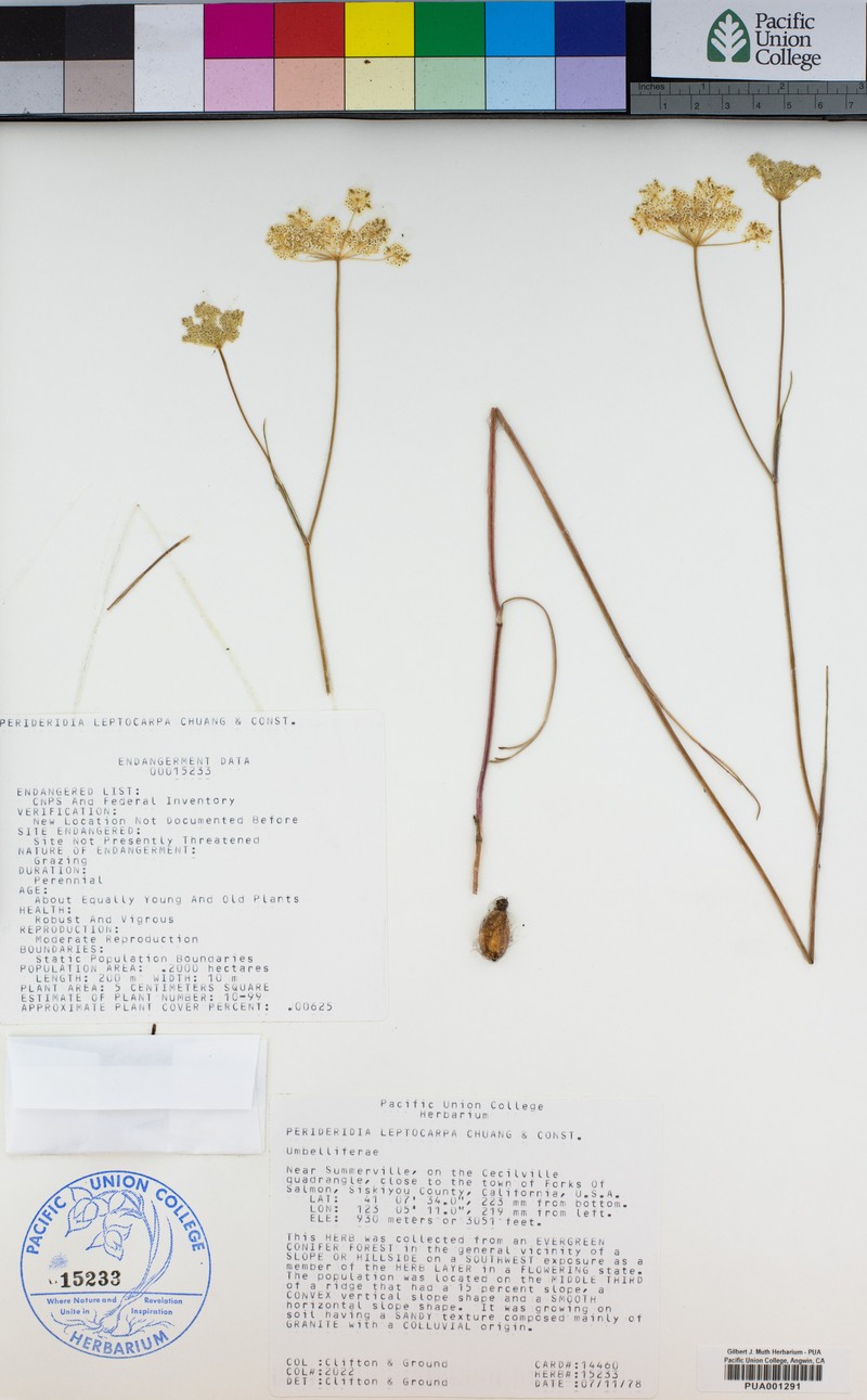Narrowseed Yampah photo 7