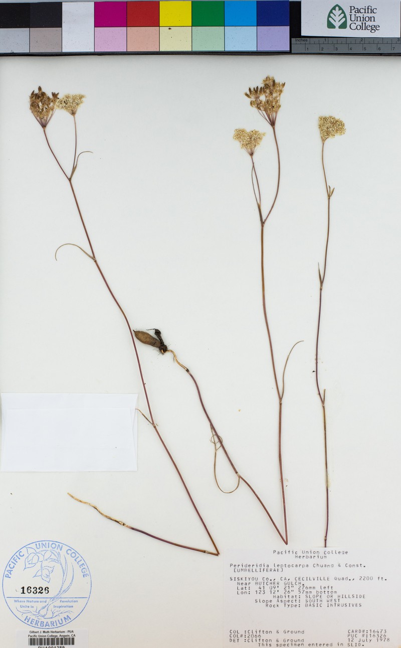 Narrowseed Yampah photo 8
