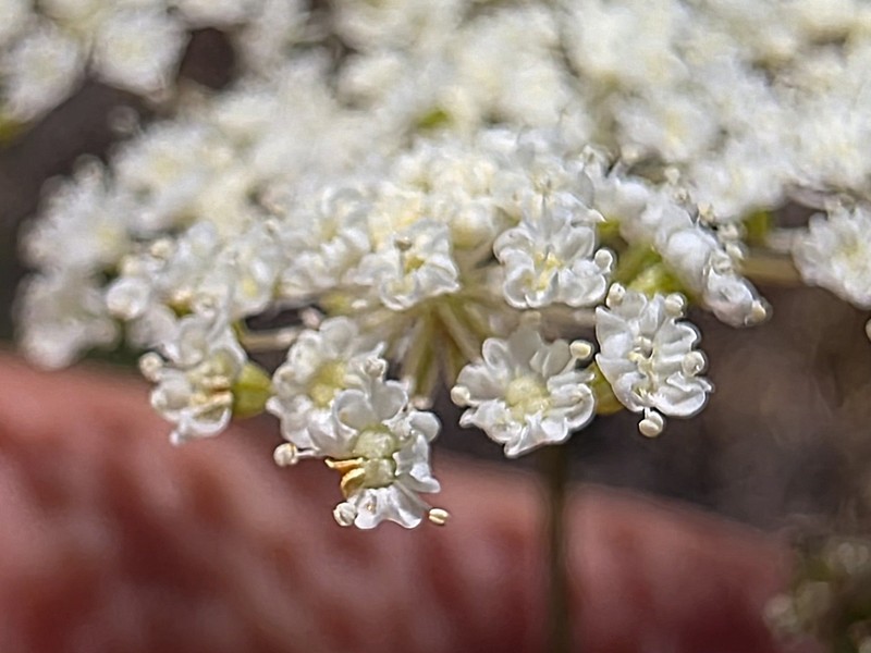 Perideridia parishii subsp. latifolia