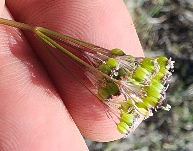 Perideridia parishii subsp. latifolia photo 2