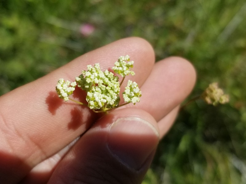 Perideridia parishii subsp. latifolia photo 3