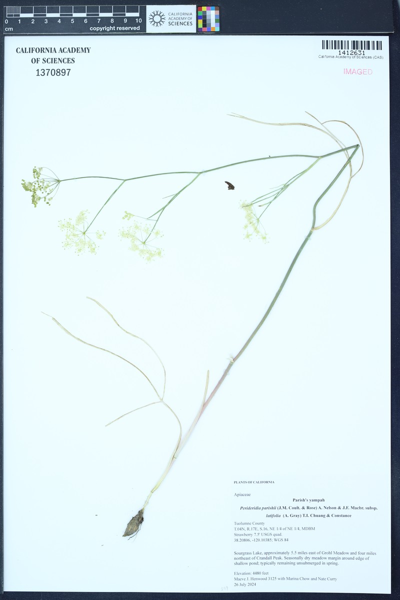 Perideridia parishii subsp. latifolia photo 4