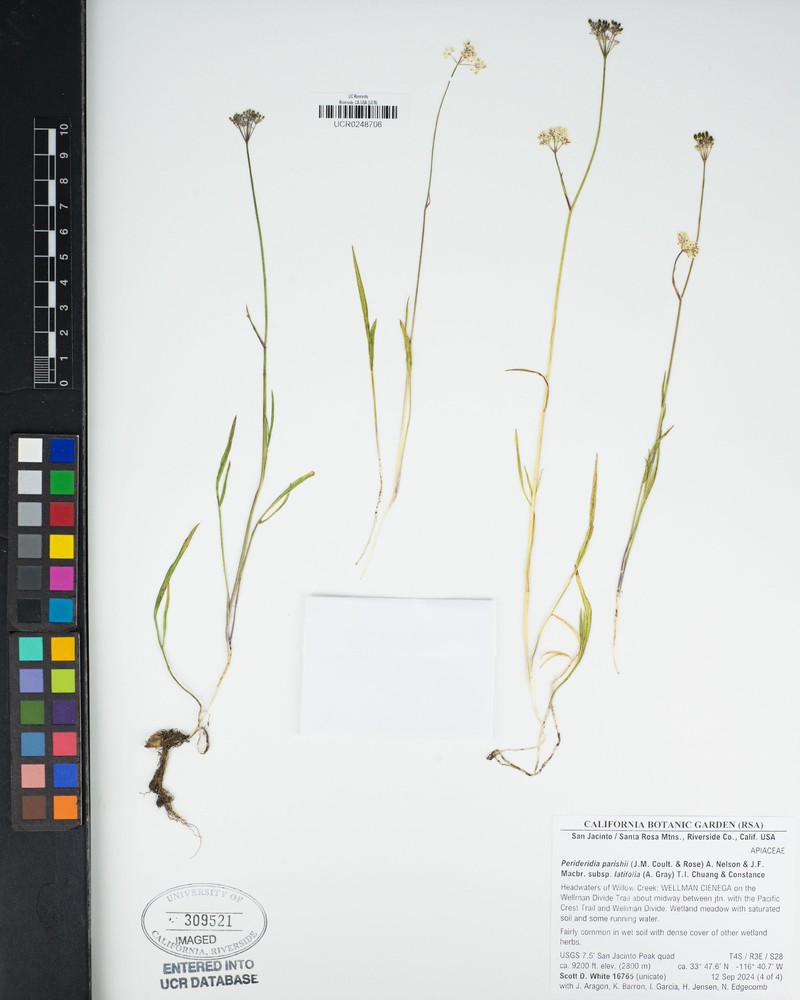 Perideridia parishii subsp. latifolia photo 5