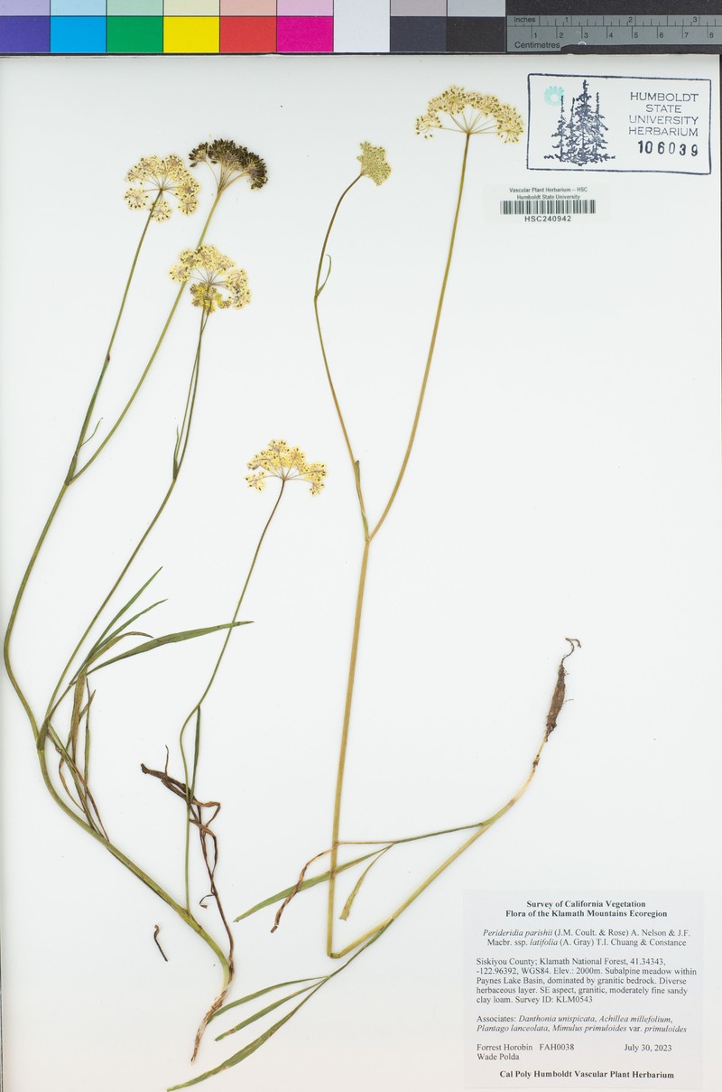 Perideridia parishii subsp. latifolia photo 6