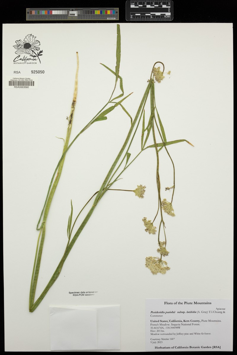 Perideridia parishii subsp. latifolia photo 7