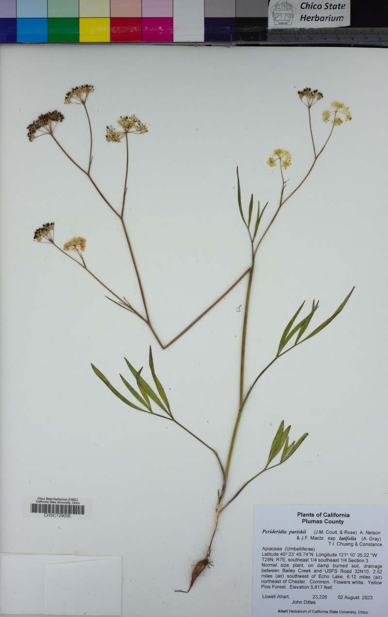Perideridia parishii subsp. latifolia photo 8