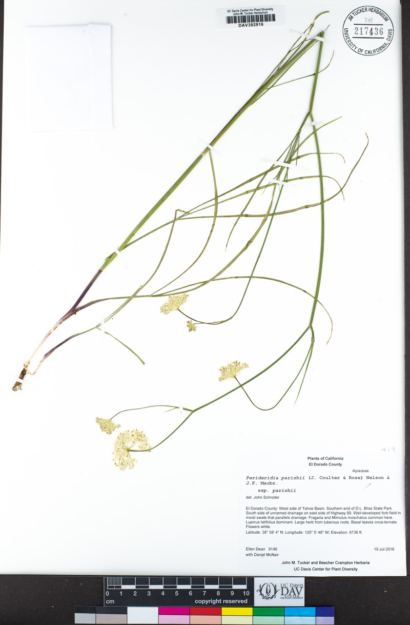 Perideridia parishii subsp. parishii