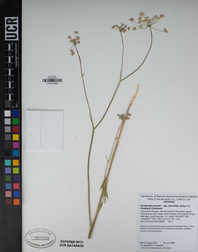 Perideridia parishii subsp. parishii photo 8
