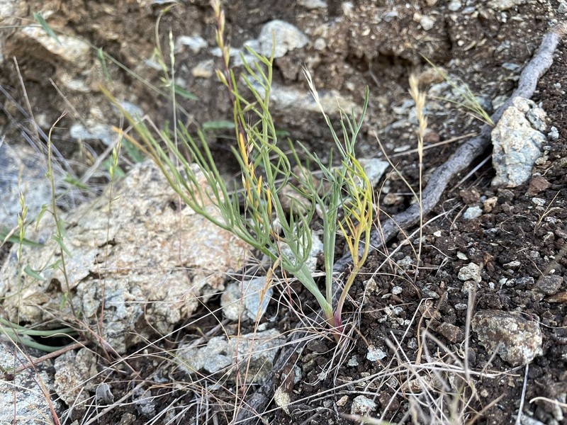 Adobe Yampah photo 6