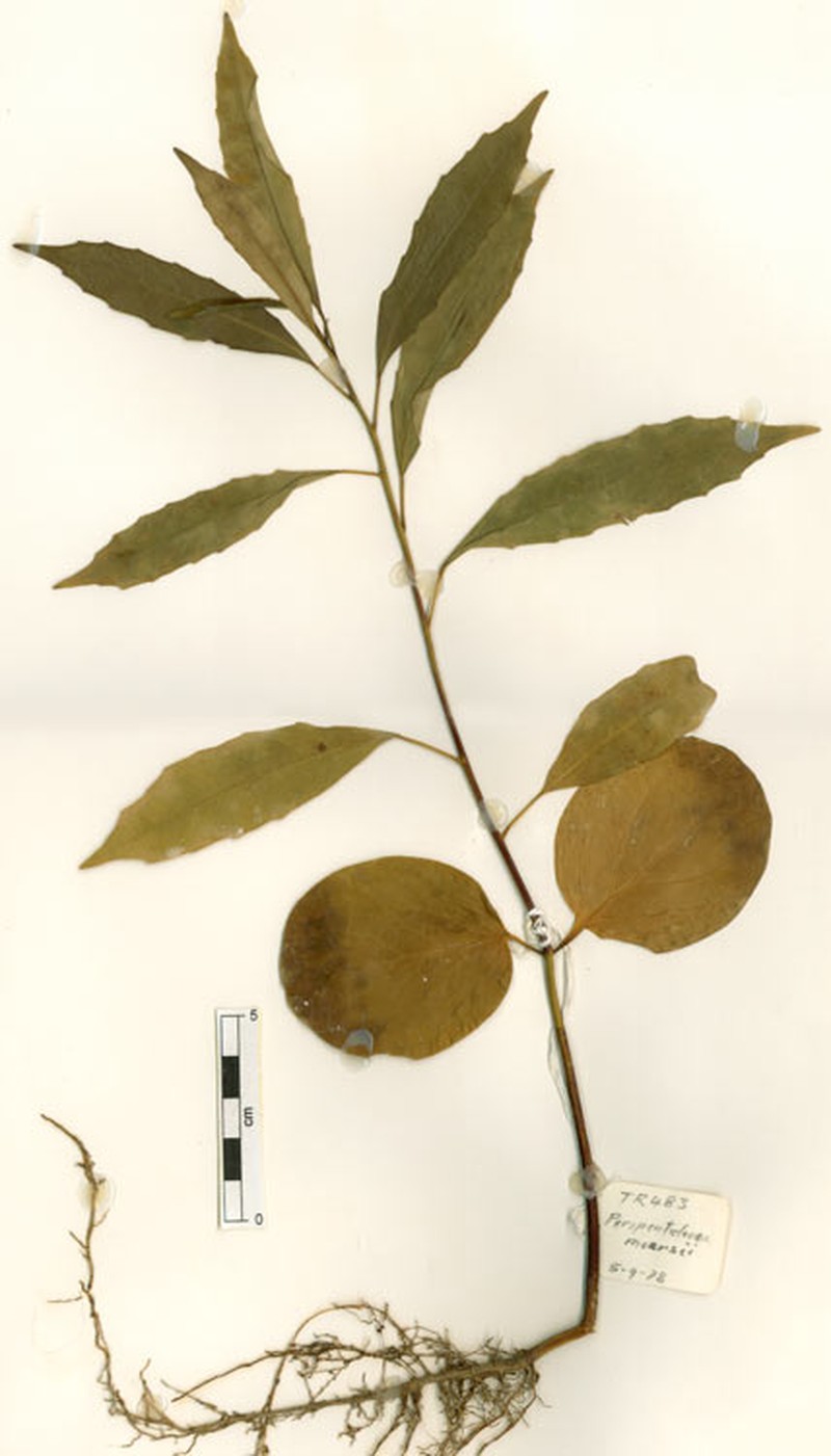 Peripentadenia mearsii photo 2