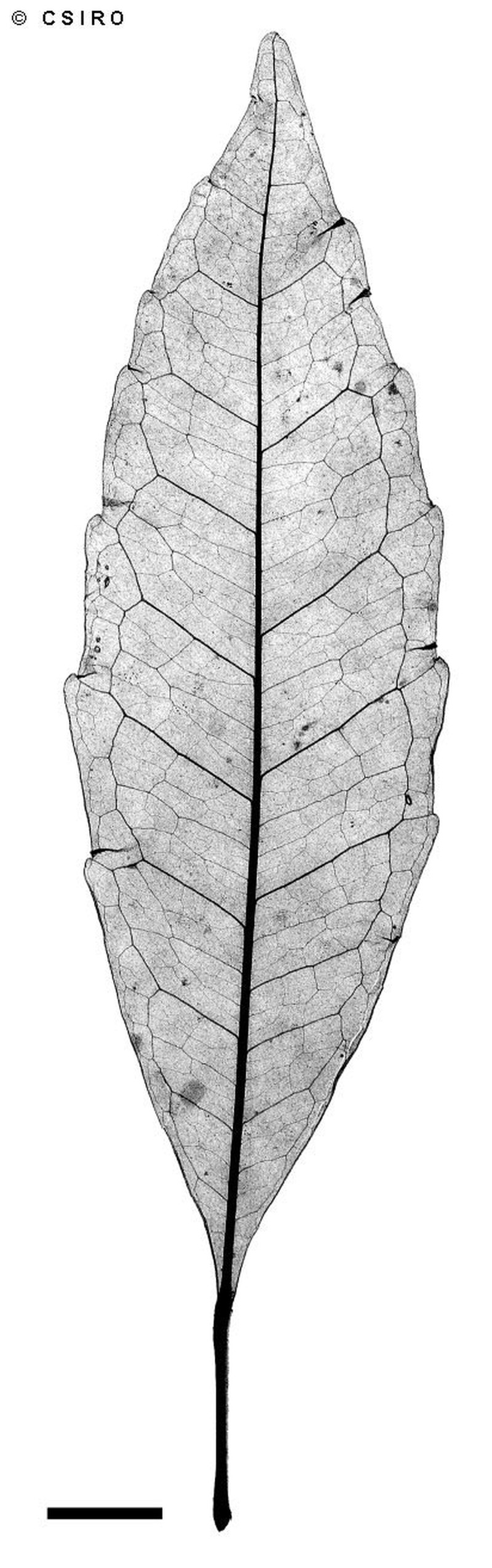 Peripentadenia mearsii photo 3