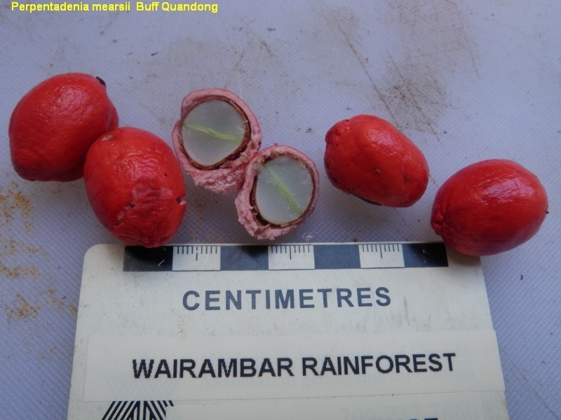 Peripentadenia mearsii photo 4