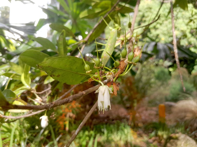 Peripentadenia phelpsii photo 2