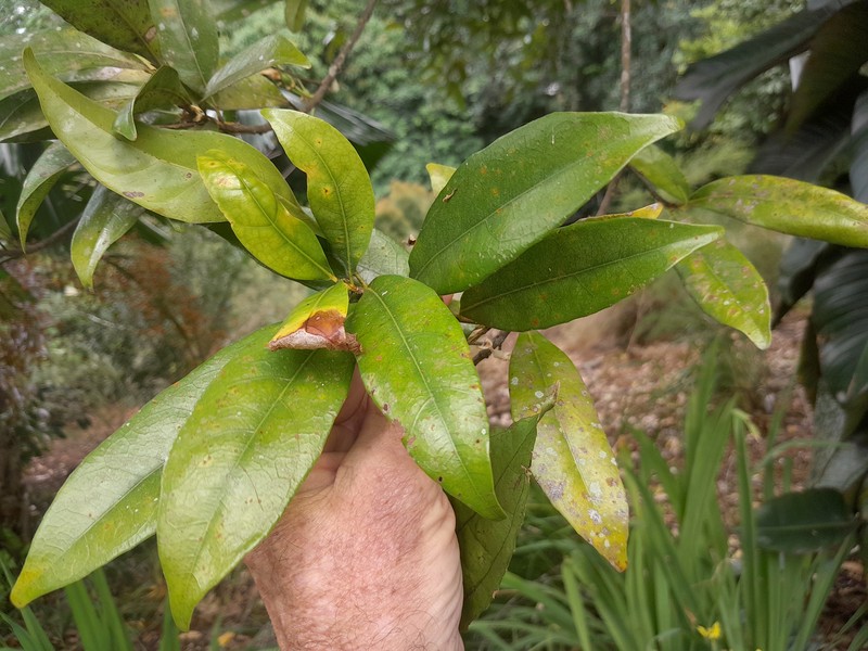 Peripentadenia phelpsii photo 3