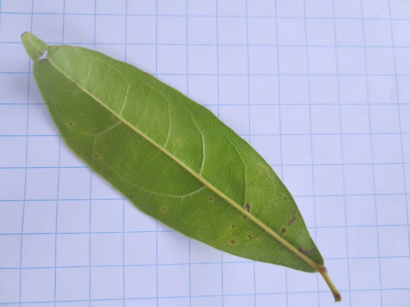 Peripentadenia phelpsii photo 6