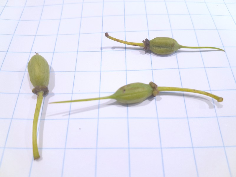Peripentadenia phelpsii photo 7