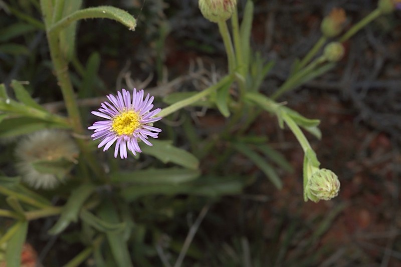 Peripleura arida
