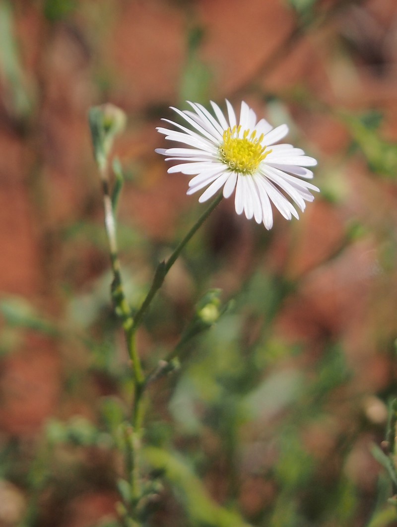 Peripleura arida photo 4